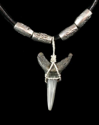 Fossil Sand Tiger Shark Tooth Necklace #47596
